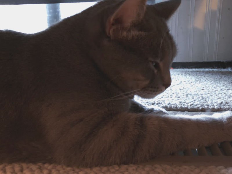 gray cat sleeping on a heater vent