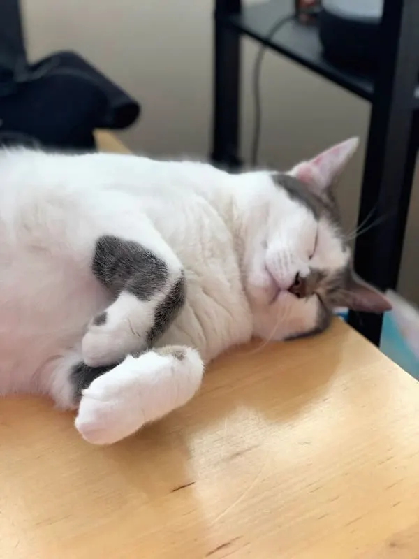 sleepy white cat with gray spots