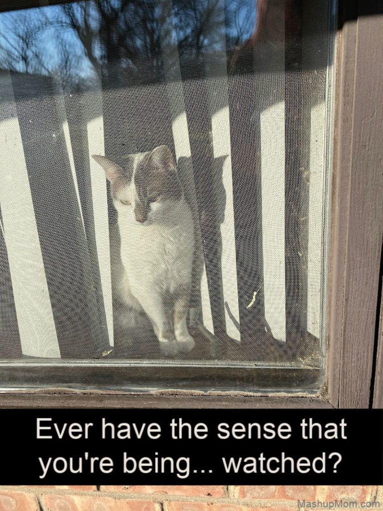 Bad Kitty Lucy in Kitty Jail on Caturday -- watching you from the window