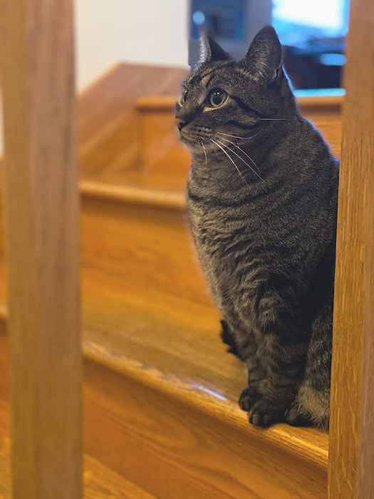 jeremy on the stairs standing guard