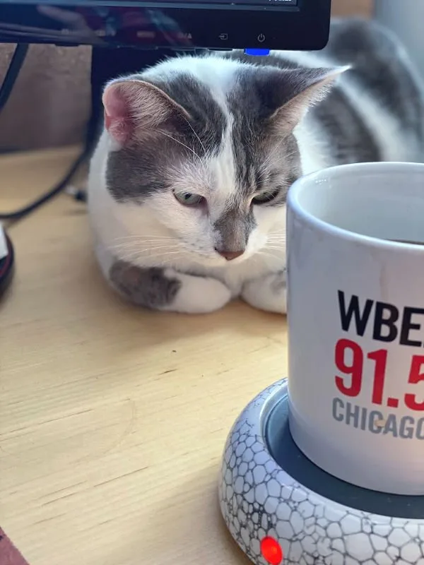 gray and white cat by a WBEZ coffee mug -- BKL admires coffee