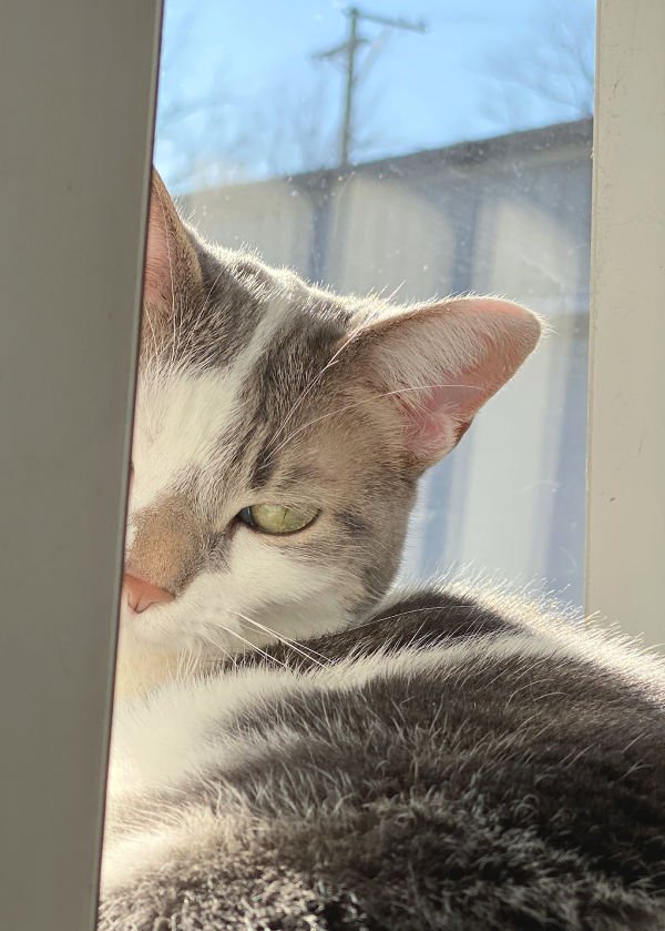 gray and white cat hiding in blinds -- Bad Kitty Lucy in the window