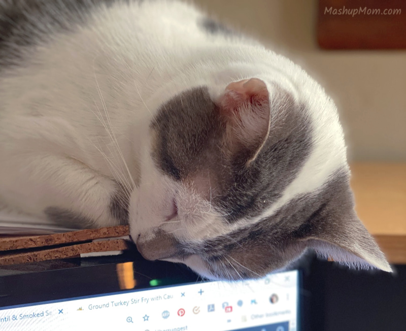 gray and white cat sleeping on a computer monitor -- The Notorious BKL helps me work