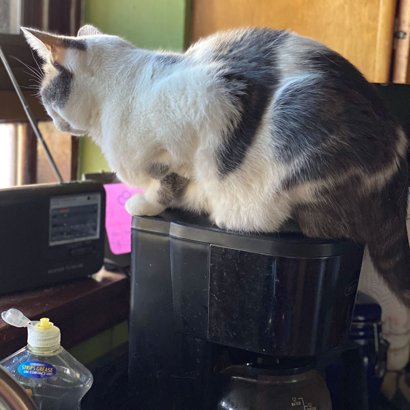 gray and white cat sitting on top of a coffee pot -- The Notorious BKL on the coffee