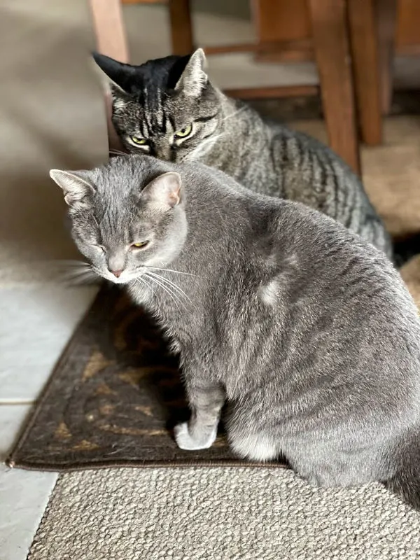 gnocchi and jeremy -- gray cat and tabby cat sitting on carpet