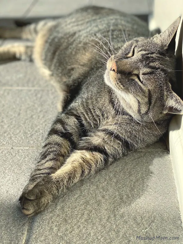 Jeremy loves a sunbeam -- tabby cat lying against a wall in the sun