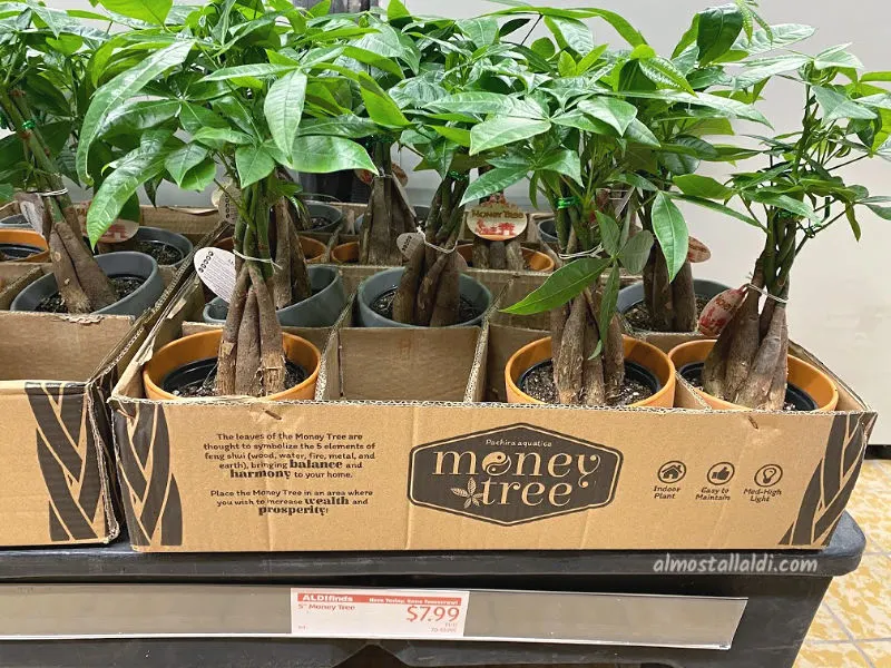 Money trees at ALDI during part of their Asian Week sales