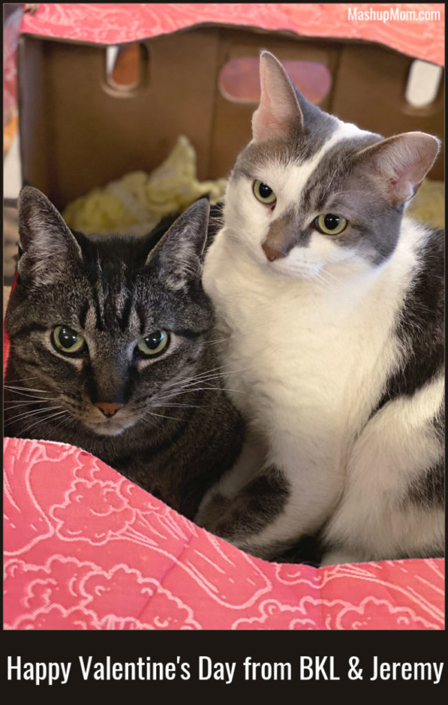 Happy Valentine's Day from BKL and Jeremy -- two cats in a pretty pink box