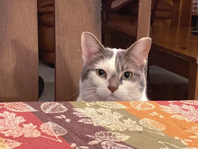 BKL wants to be a meme -- white and gray cat sitting at a table