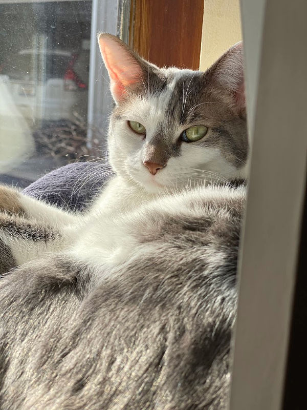 BKL sleepy cat on the windowsill sucking up the sunlight