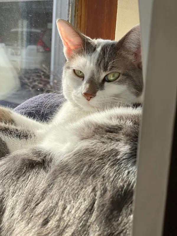 BKL sleepy cat on the windowsill sucking up the sunlight