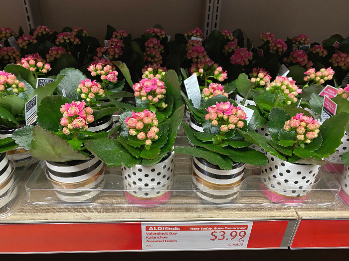 Valentine's Day kalanchoe at ALDI