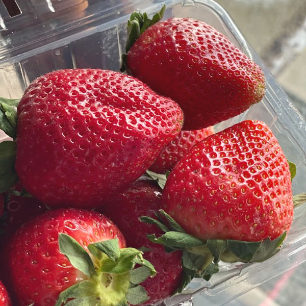 container of big red strawberries