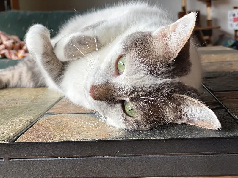 bad kitty lucy lying on a table being queen of the world