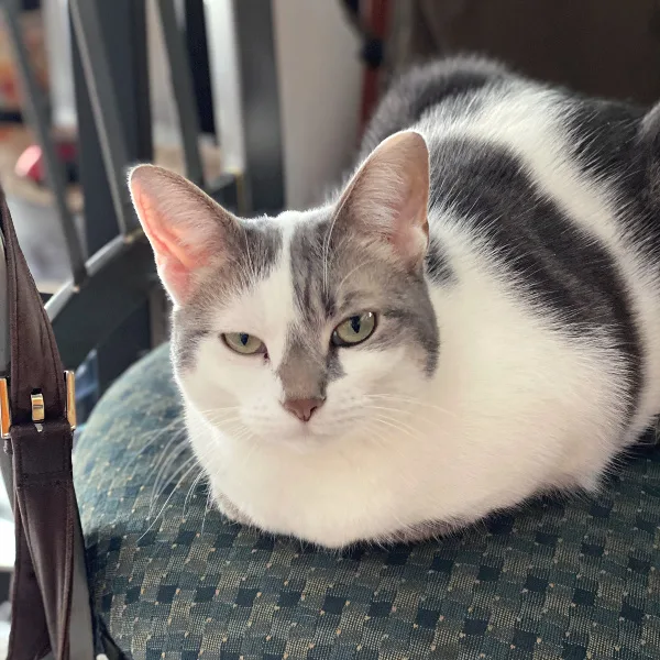 Bad Kitty Lucy on a stool giving the I do not care stare