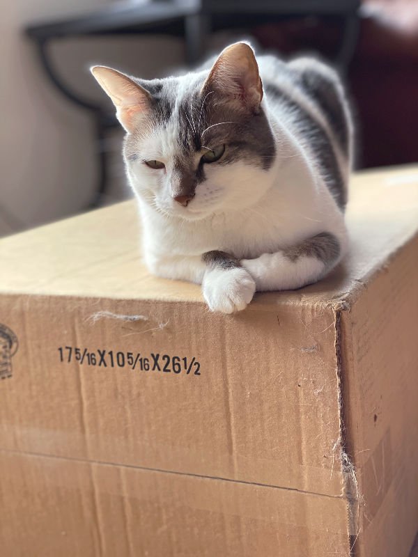 Bad Kitty Lucy lying on a box