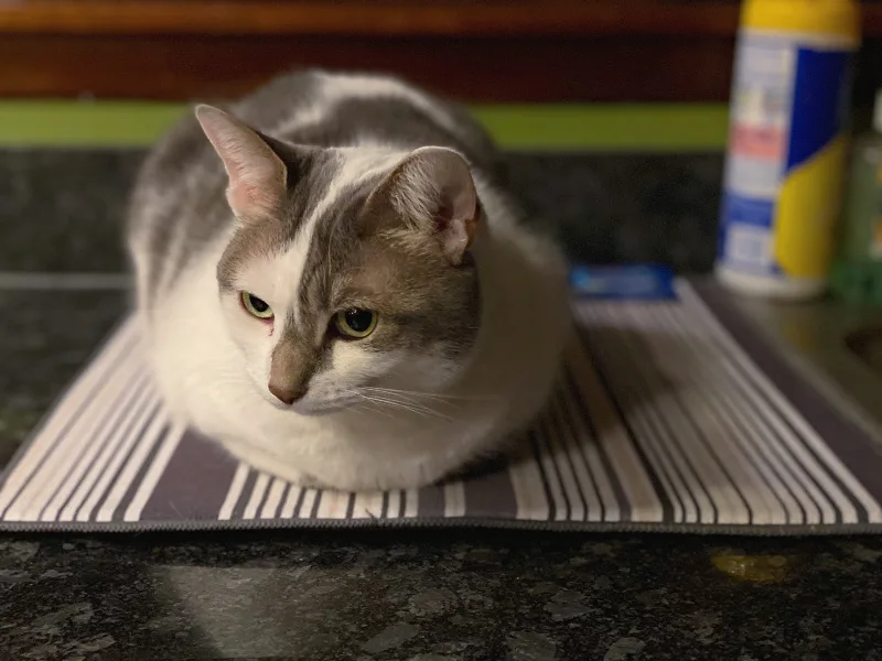 bad kitty lucy on the dish mat on the counter