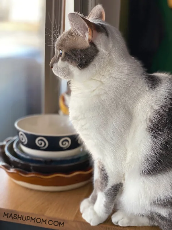 Caturday with the Notorious BKL and Friends: Queen of the House Edition.