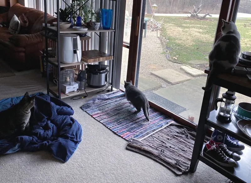 three cats watching a squirrel