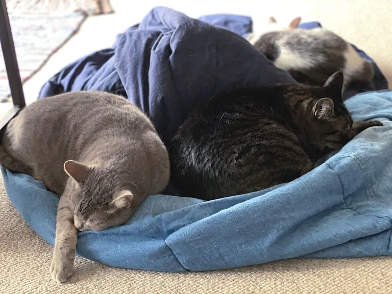 three cats cuddling on a comforter