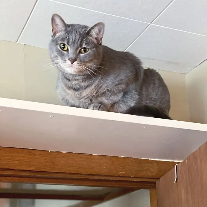 Cat climbing a high shelf