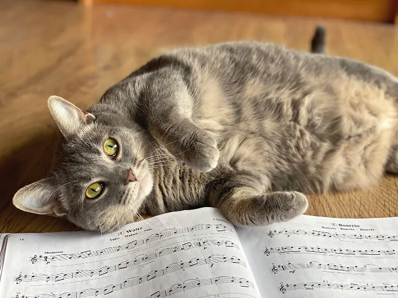 Bad kitty gnocchi with sheet music