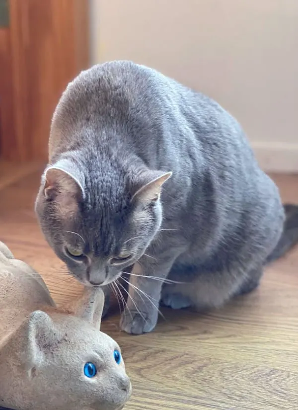 Bad Kitty Gnocchi sniffs a statue