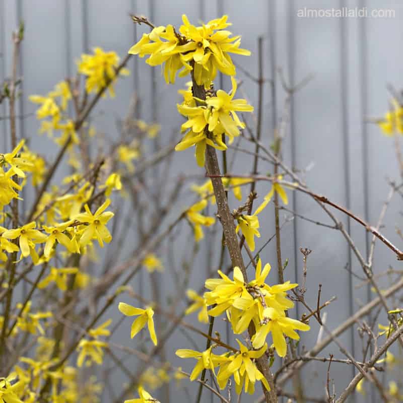 ALDI forsythia blooming beautifully several years later