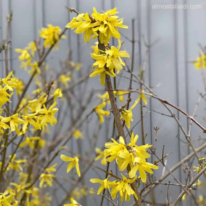 forsythia from aldi blooming after a few years