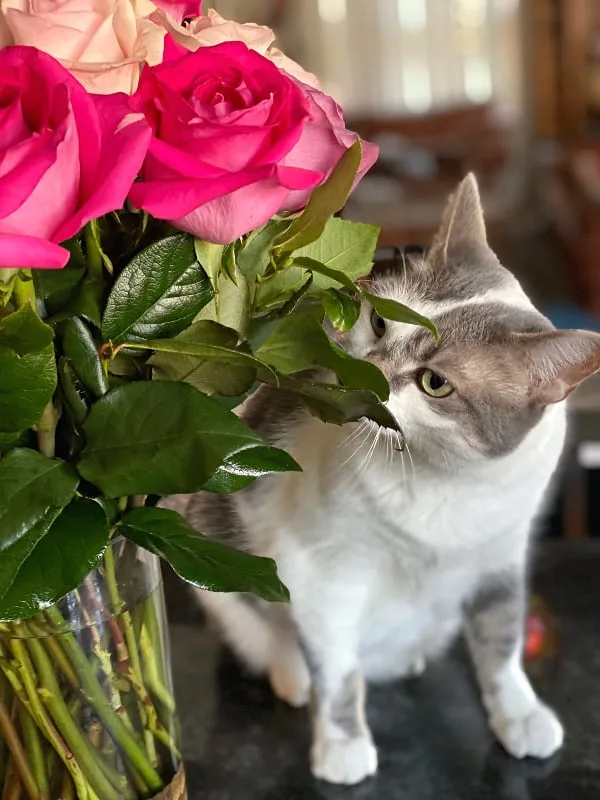 Bad Kitty Lucy smells the roses -- grey and white cat with flowers