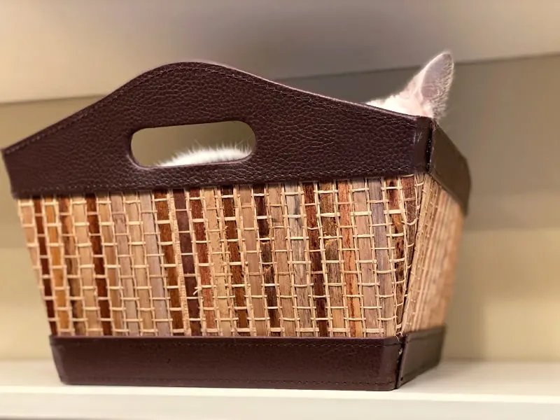 white kitty ear peeking out of a basket