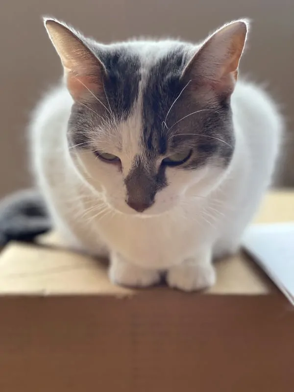 white and gray cat on a box with sunshine