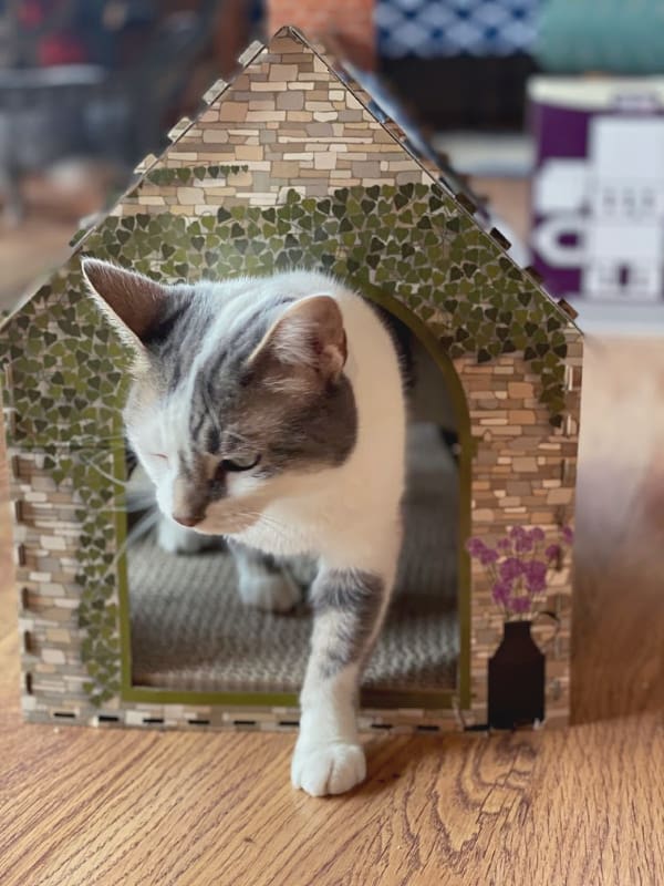 grey and white cat Bad Kitty Lucy in ALDI cat house