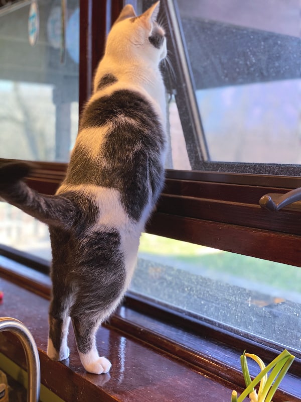 Bad Kitty Lucy looking out the window