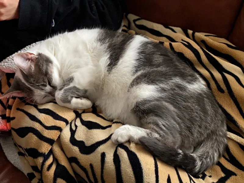 sleepy gray and white cat on a blanket