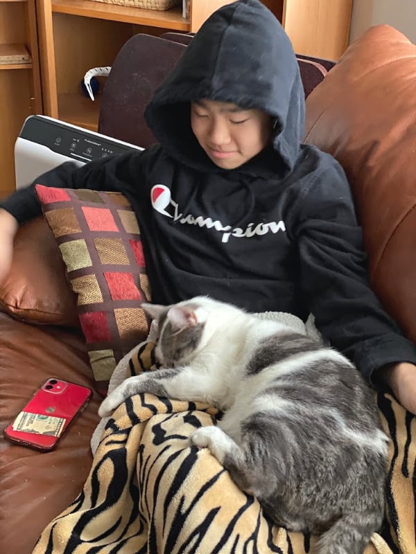 gray and white cat on a blanket covered lap