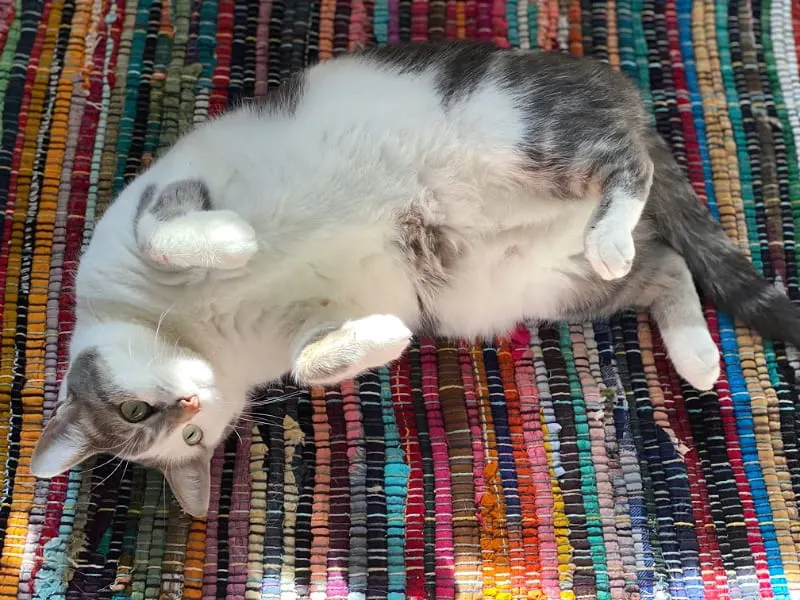 chindi rug with a gray and white cat on it