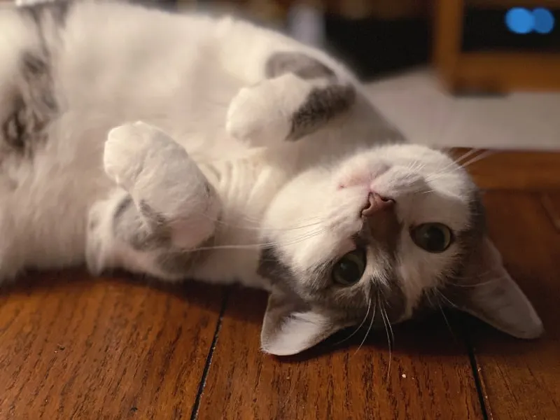 upside down cat on a table peeking at you