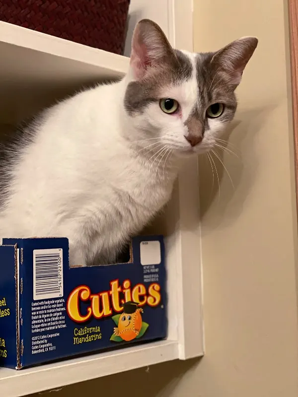 Grey and white cat in a cuties box on a shelf