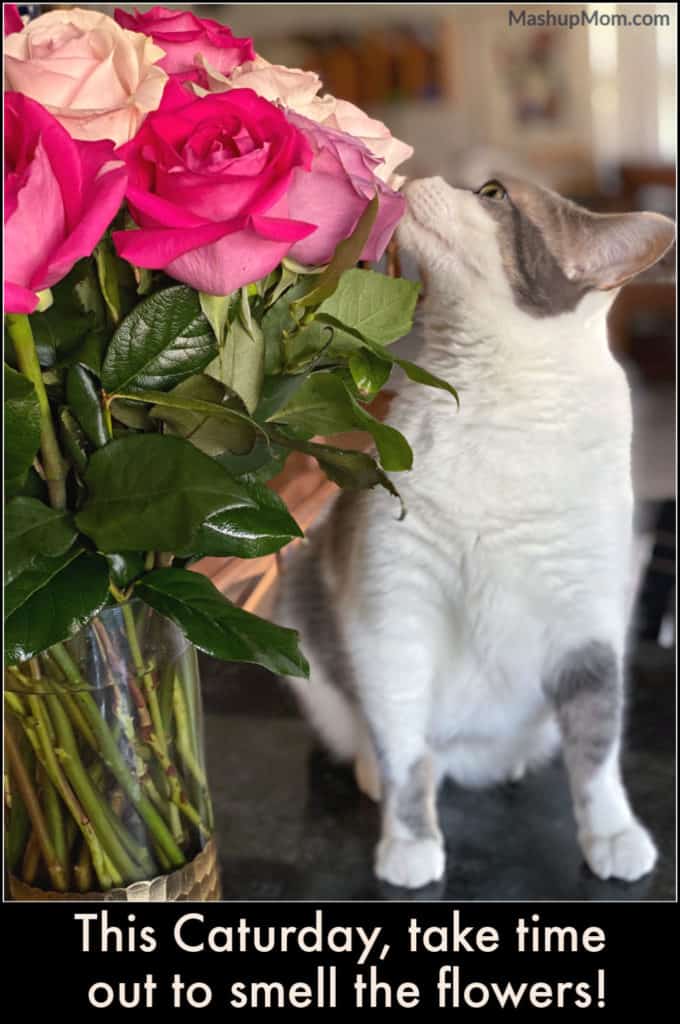 This Caturday: Take time out to smell the flowers, like The Notorious BKL (Bad Kitty Lucy)!