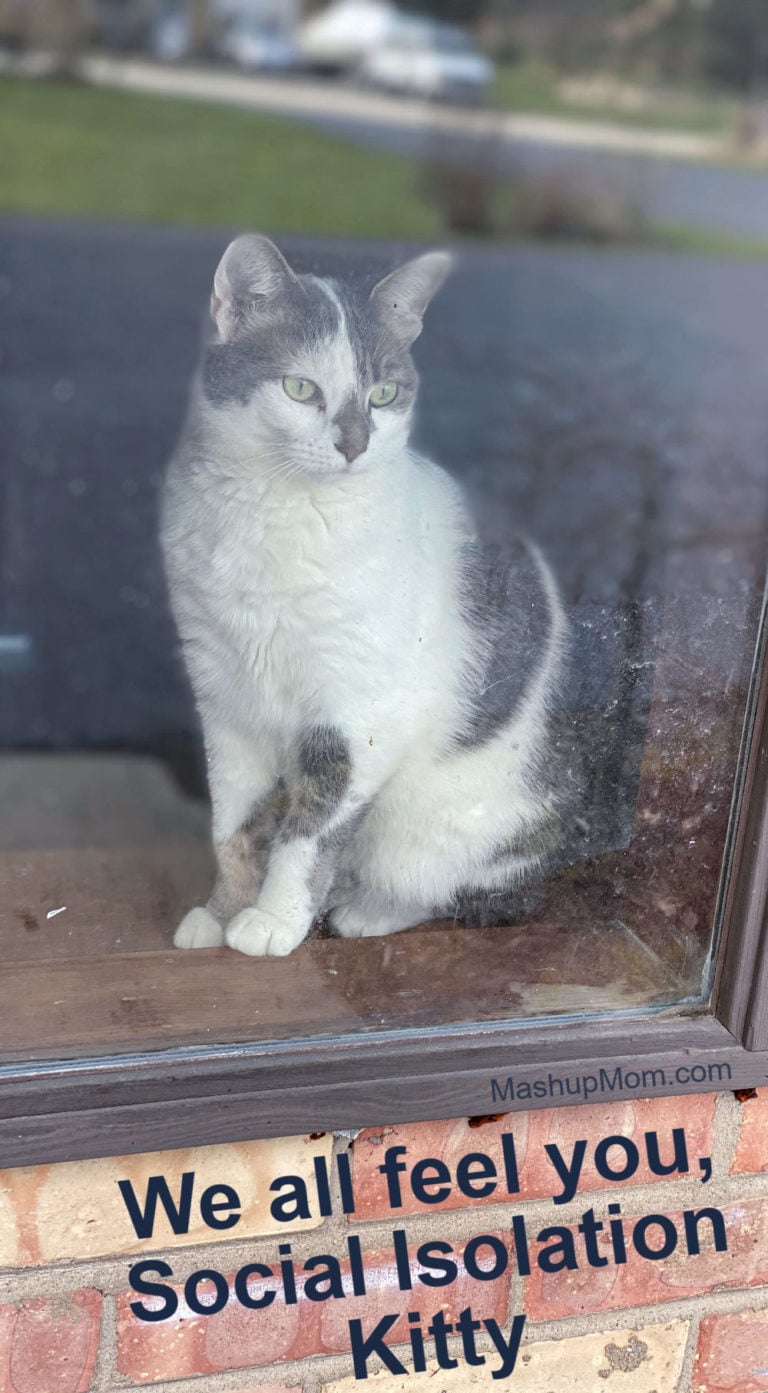 Caturday with the Notorious BKL and Friends: Social Distancing edition
