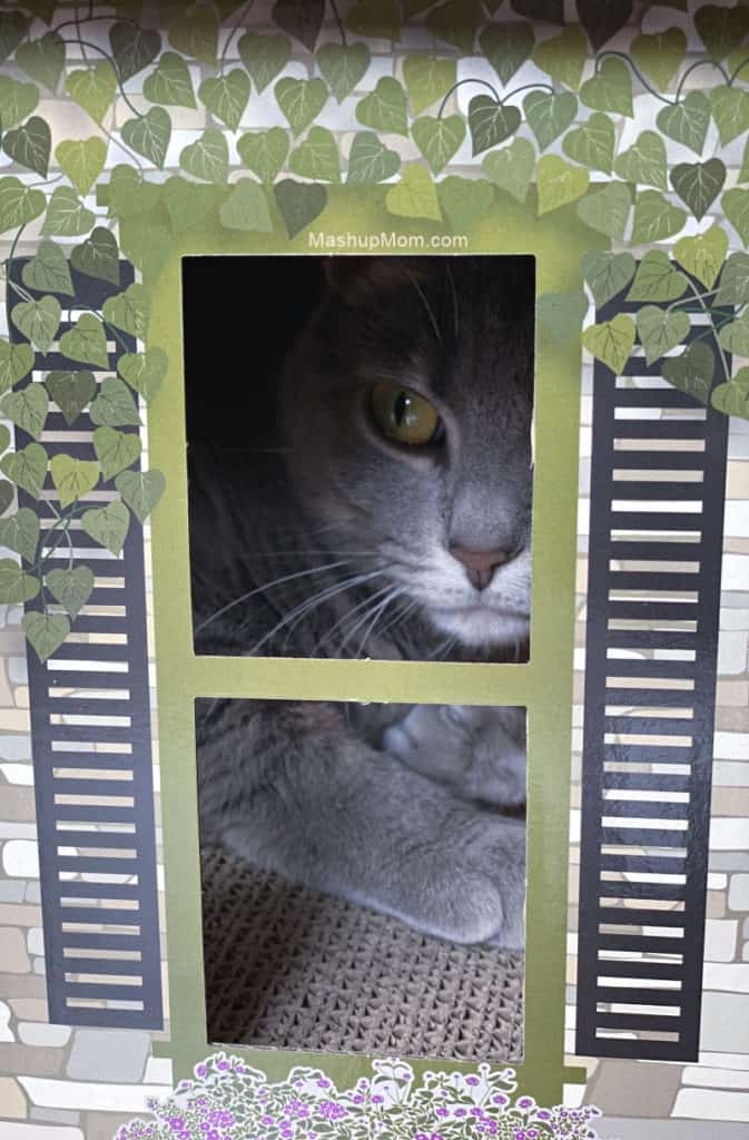Caturday with the Notorious BKL and Friends: National Pet Day Edition with a new ALDI Cat House.