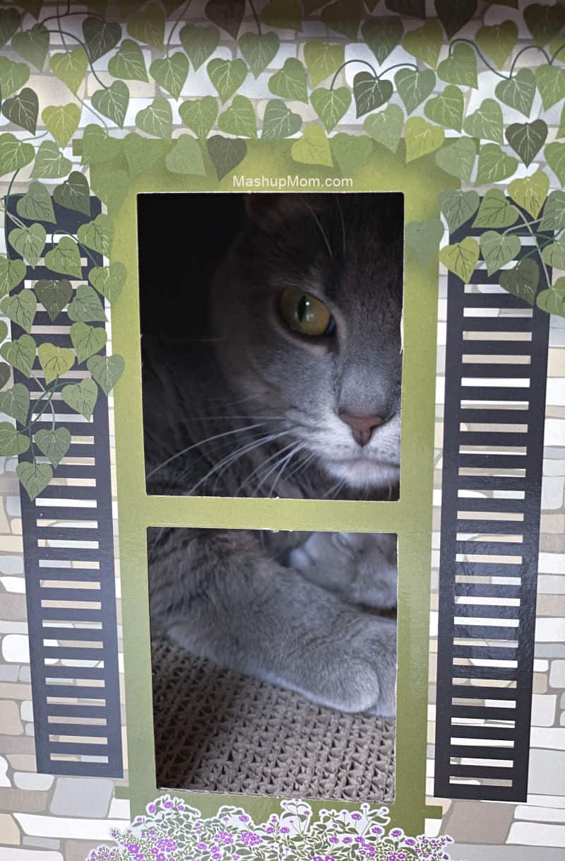 cardboard cat scratcher aldi