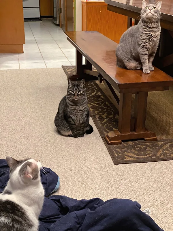three catches watching a fly