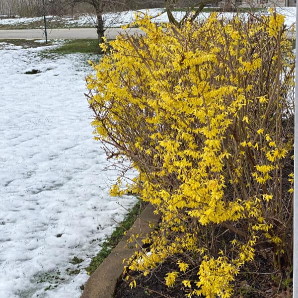 forsythia in the snow