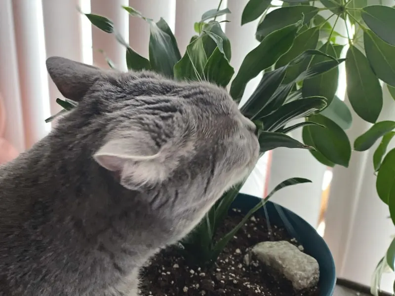 Bad Kitty Gnocchi trying to eat a plant