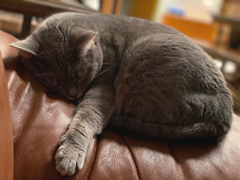 Small gray cat sleeping on a brown leather chair