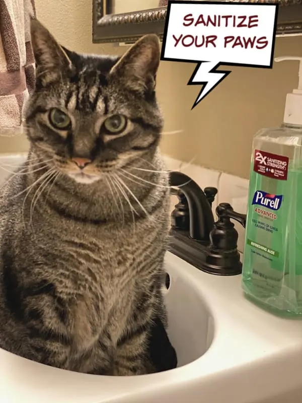 brown cat with purell
