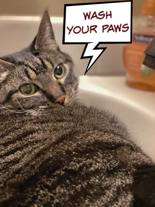 Caturday with the Notorious BKL and Friends: Wash Your Paws Edition. PSAs from the three bad kitties, on everything from hand washing to ALDI's Chindi rugs.