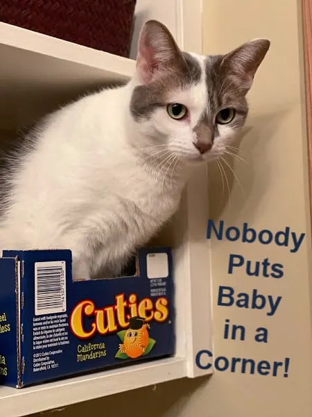 nobody puts baby in a corner cat